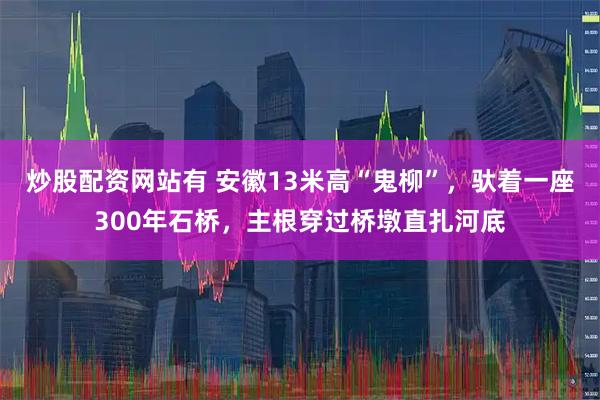 炒股配资网站有 安徽13米高“鬼柳”，驮着一座300年石桥，主根穿过桥墩直扎河底